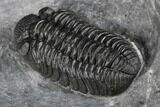 Adrisiops Weugi Trilobite - Recently Described Phacopid #174736-3
